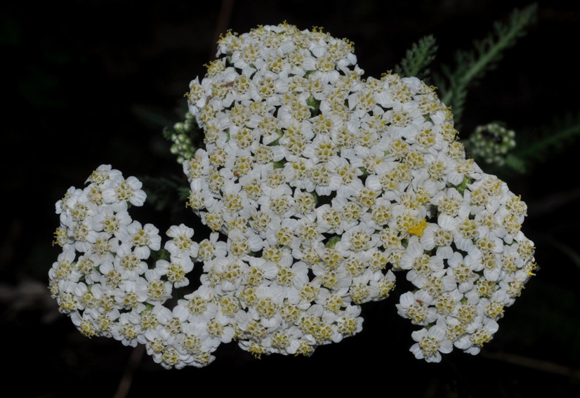 Asterales: Achillea...