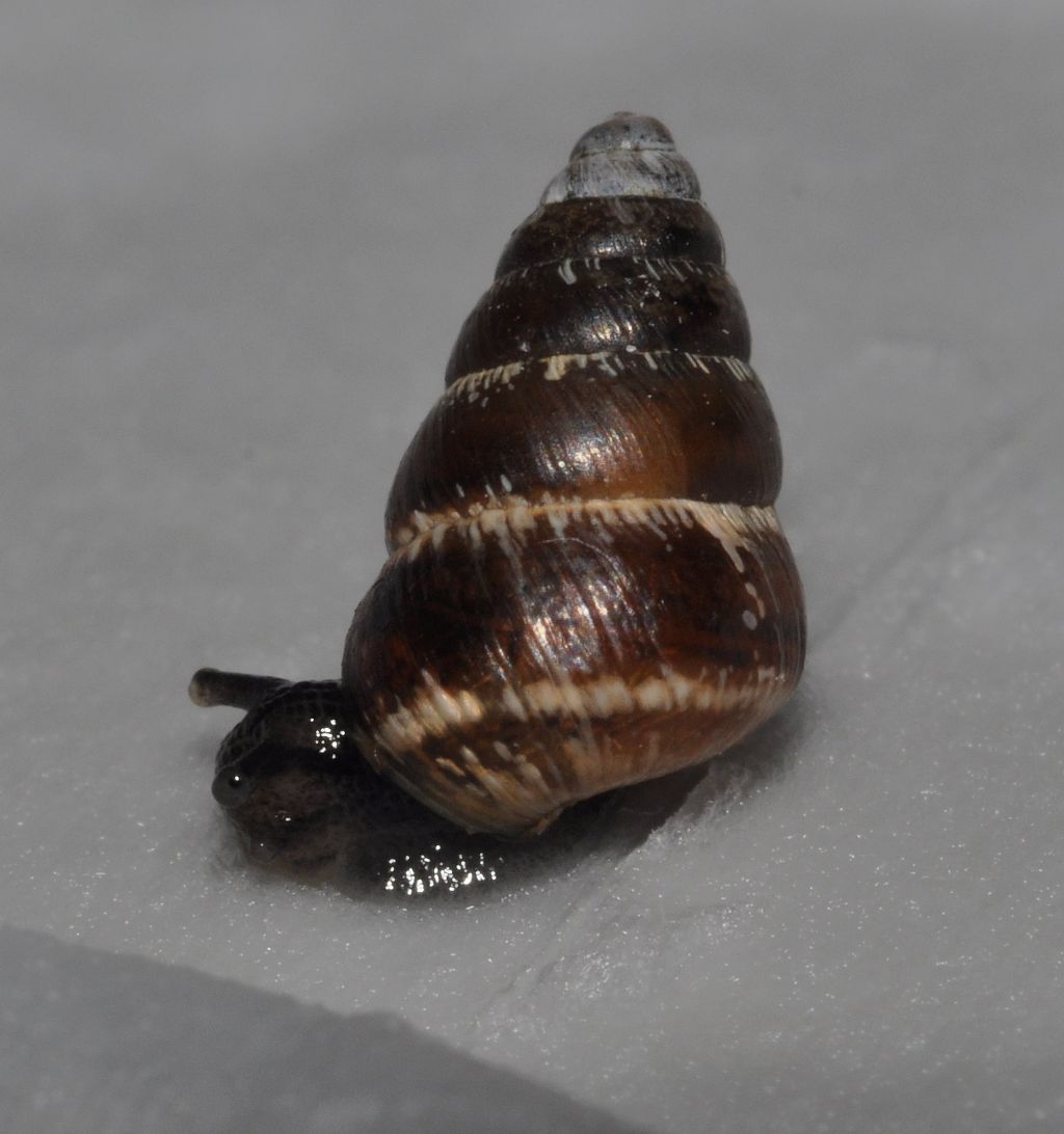 chiocciola da identificare