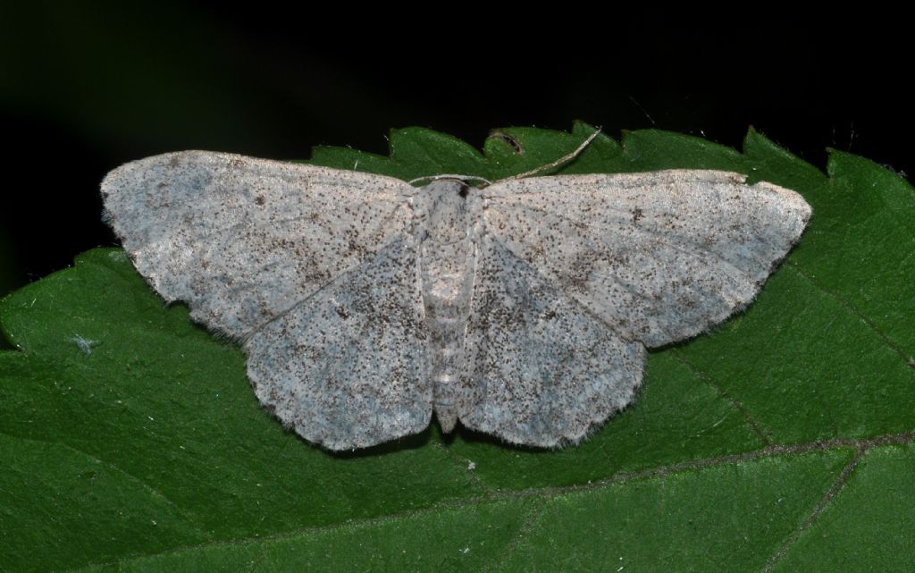 Geometridae da id - Scopula cfr. marginepunctata