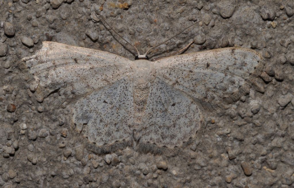 Geometridae da id (2)