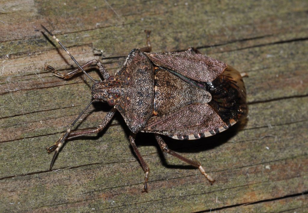 Halyomorpha halys...a Cornaredo (MI)!