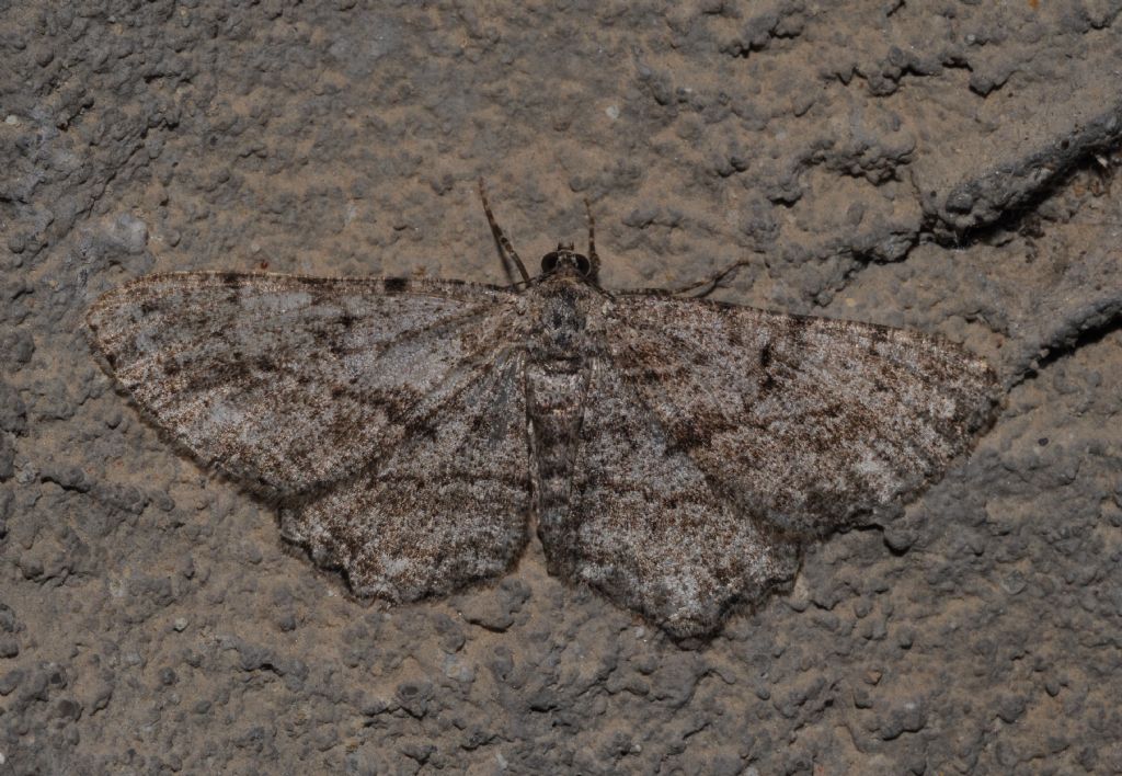 Geometridae da id (3)