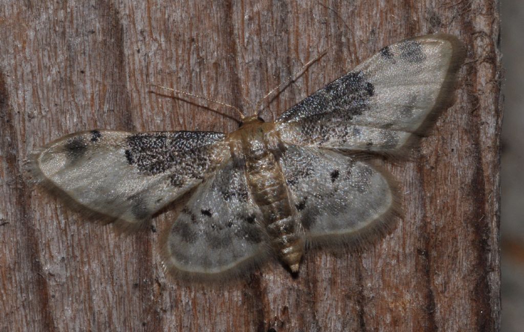 Geometridae da id (4)