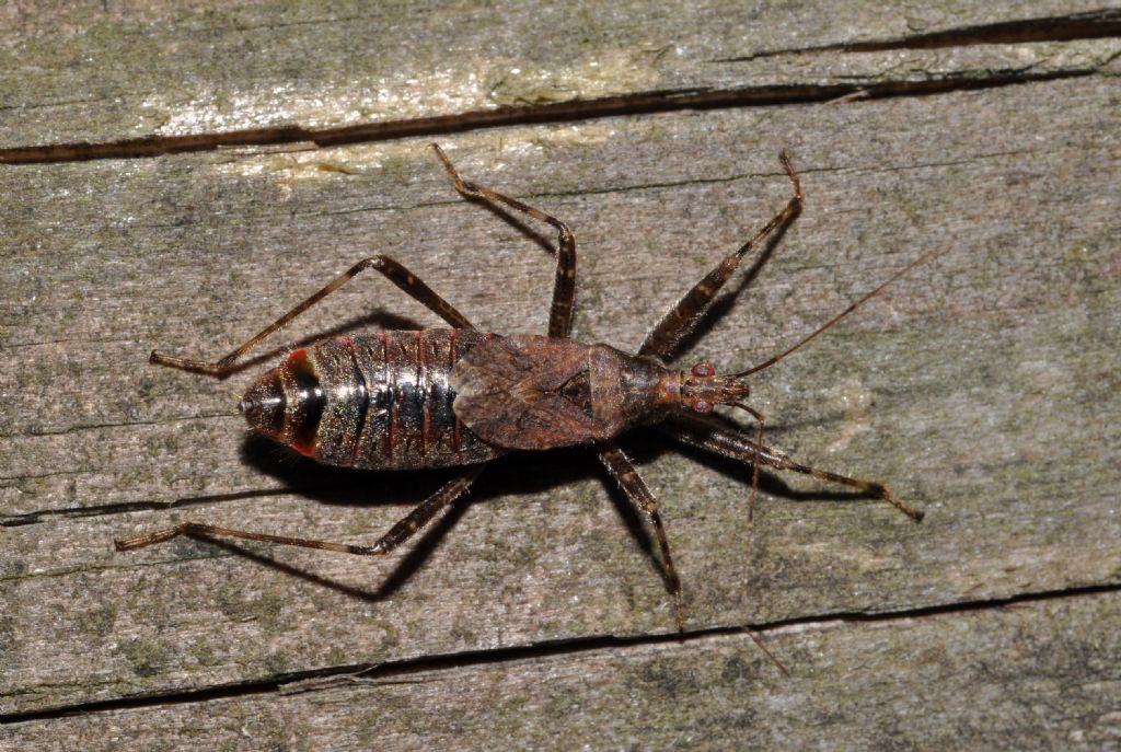 Nabidae: Himacerus apterus della Lombardia (MI)