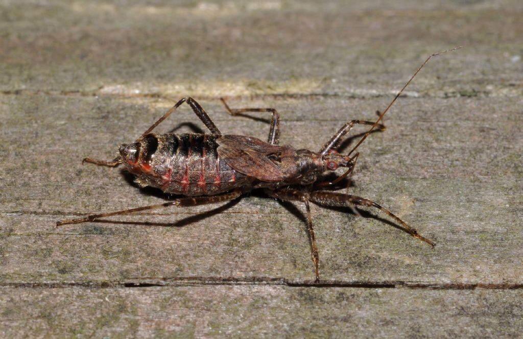 Nabidae: Himacerus apterus della Lombardia (MI)