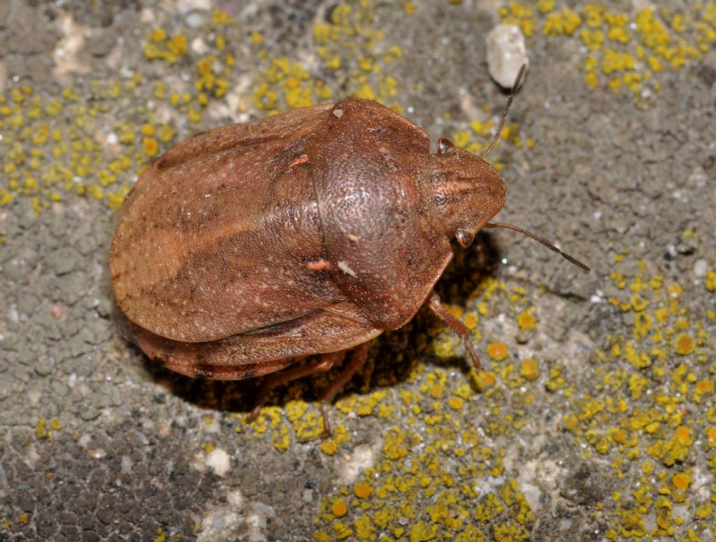 Scutelleridae: Eurygaster da id