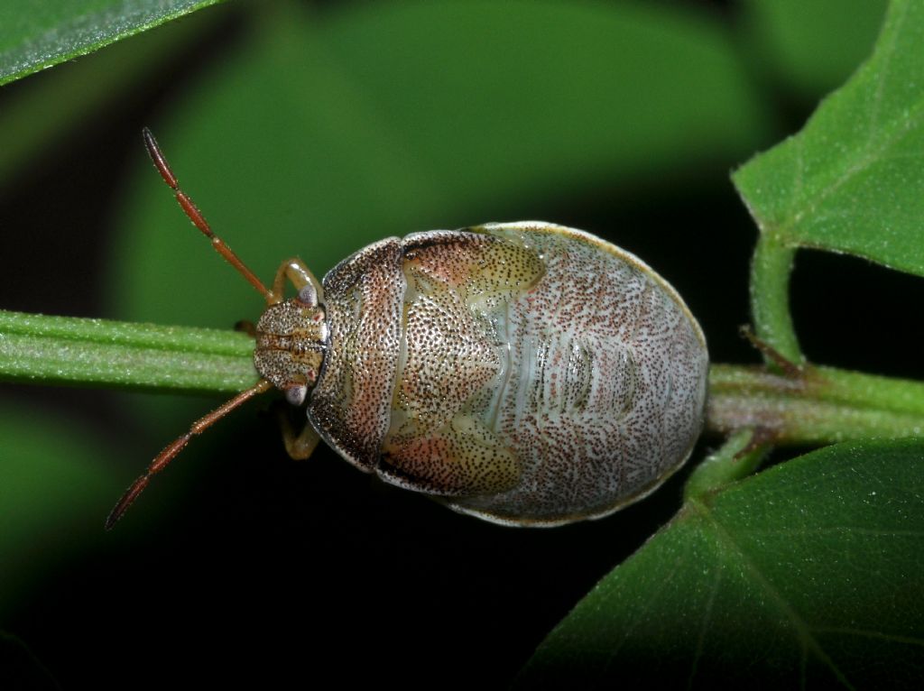 Pentatomidae: Piezodorus lituratus (ninfa) dell''Emilia (BO)