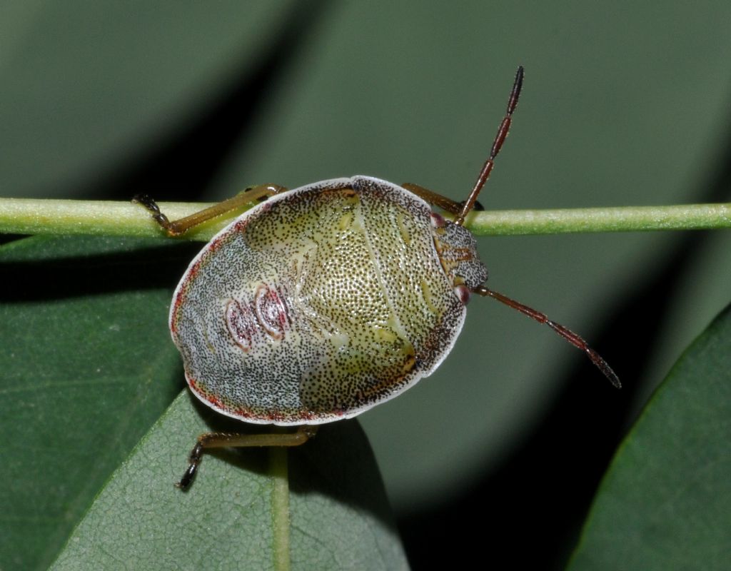 Pentatomidae: Piezodorus lituratus (ninfa) dell''Emilia (BO)