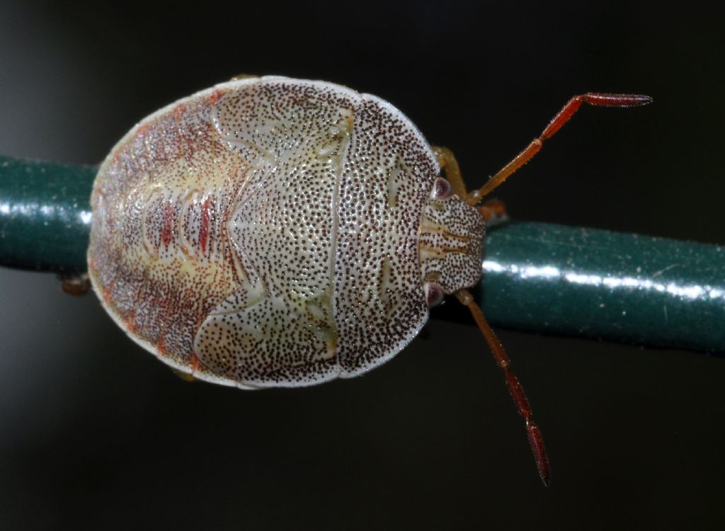 Pentatomidae: Piezodorus lituratus (ninfa) dell''Emilia (BO)