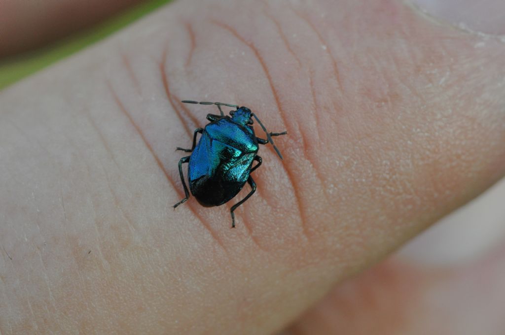 Zicrona caerulea: un incontro inaspettato...