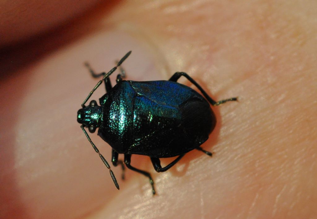 Zicrona caerulea: un incontro inaspettato...