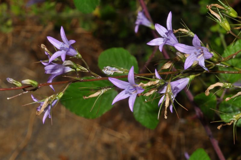 Campanula rapunculus