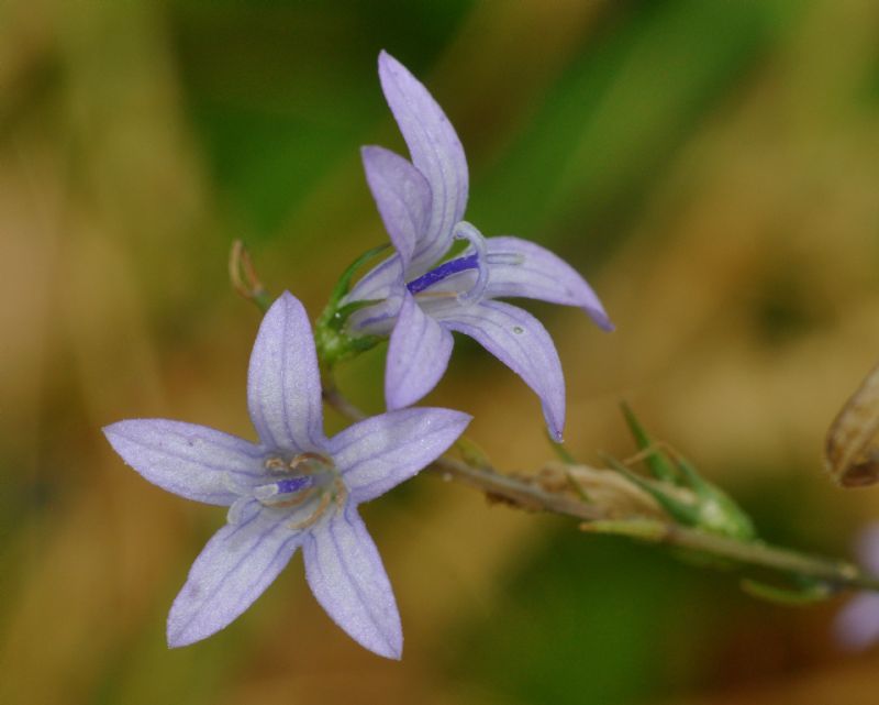 Campanula rapunculus