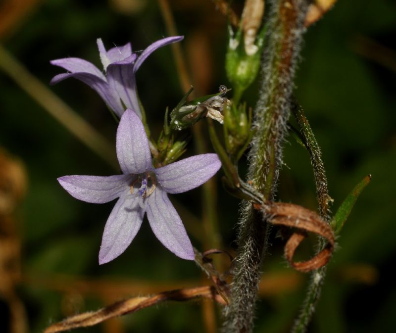 Campanula rapunculus