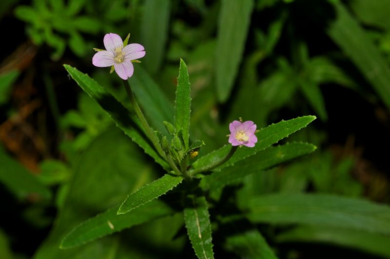 da identificare - Epilobium sp.