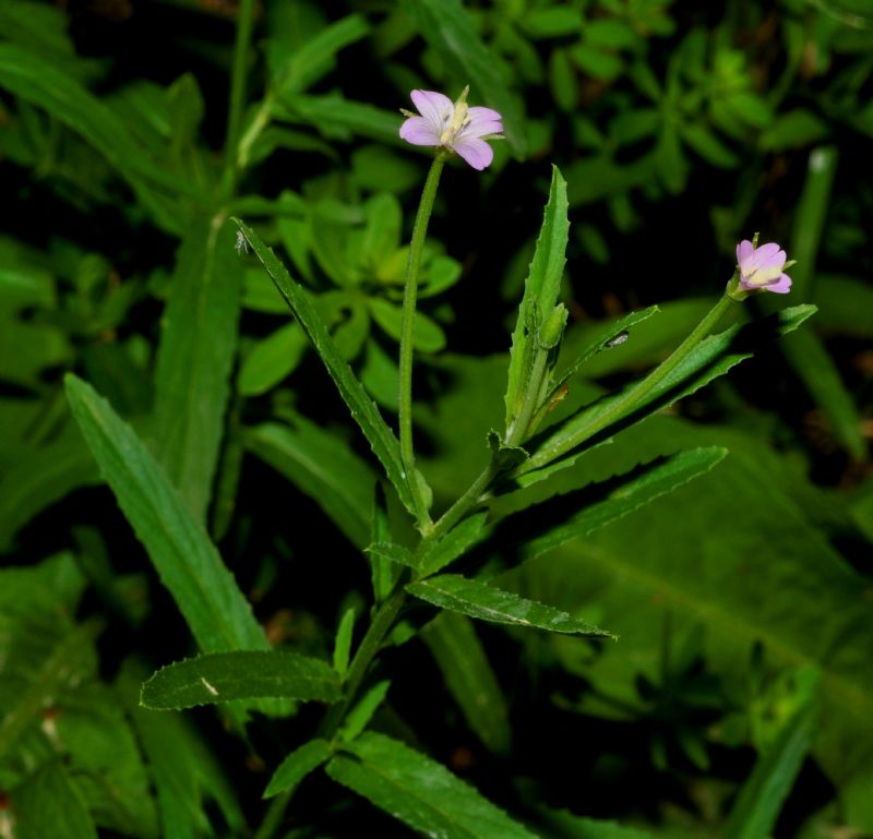 da identificare - Epilobium sp.