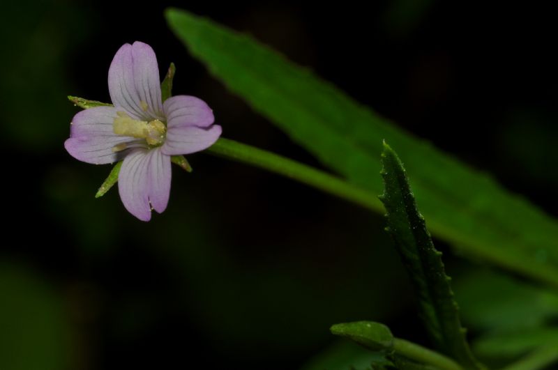 da identificare - Epilobium sp.