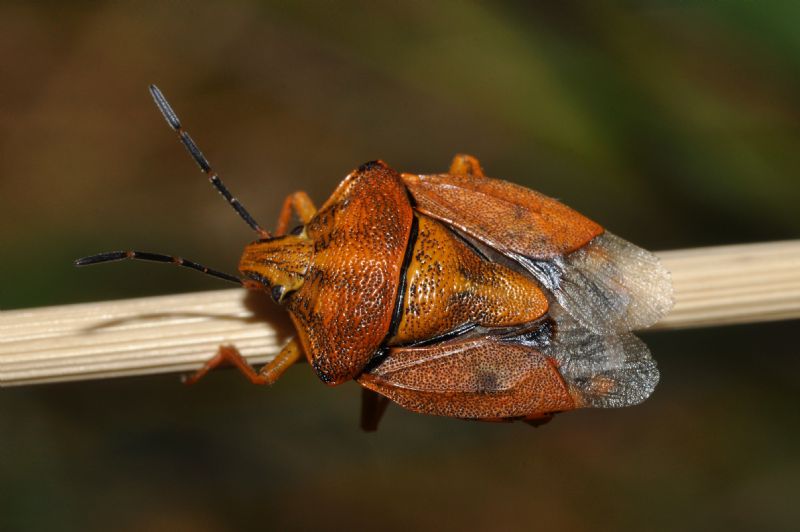 Pentaomidae: Carpocoris pudicus di Cavriglia (AR)