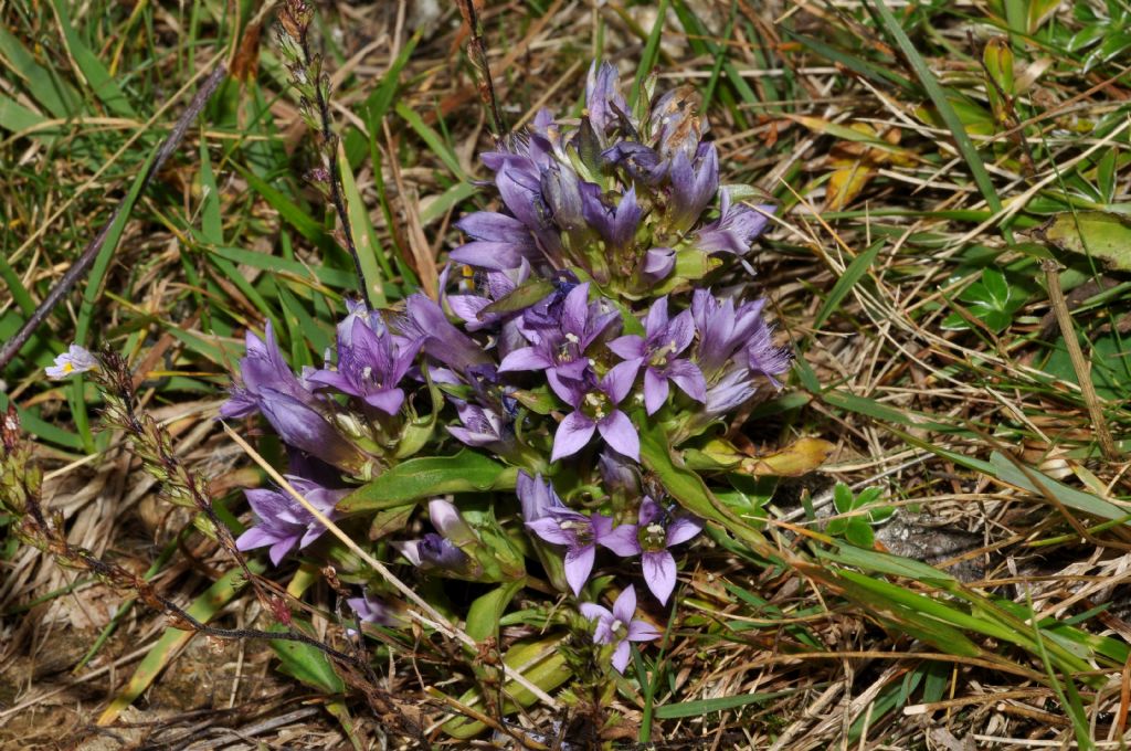 da determinare - Gentianella sp.