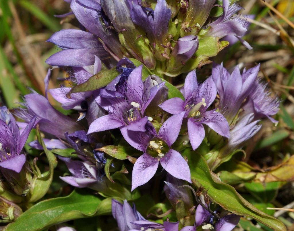 da determinare - Gentianella sp.