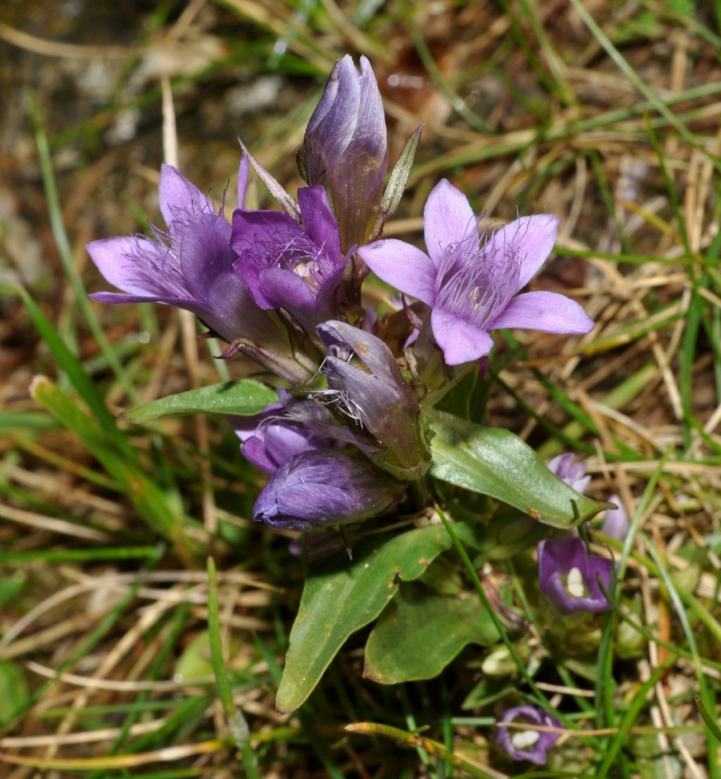 da determinare - Gentianella sp.