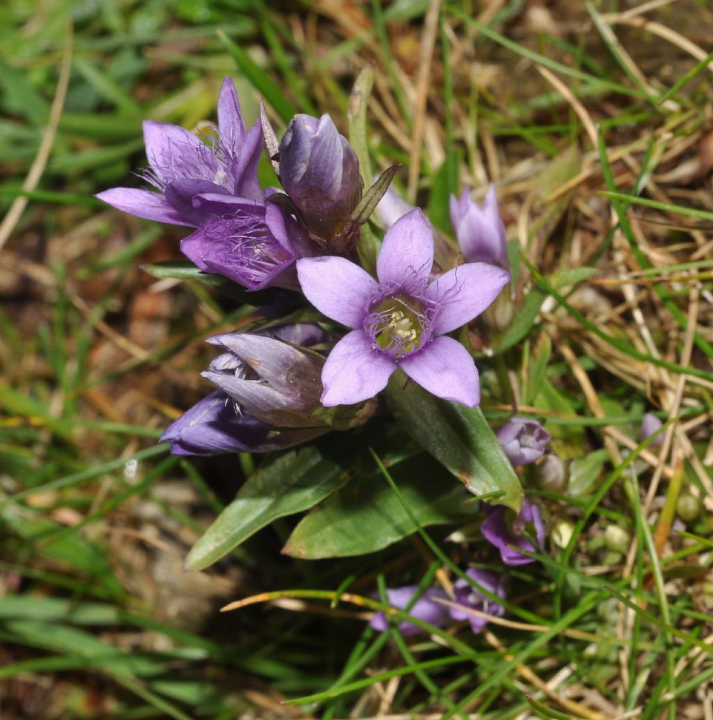 da determinare - Gentianella sp.