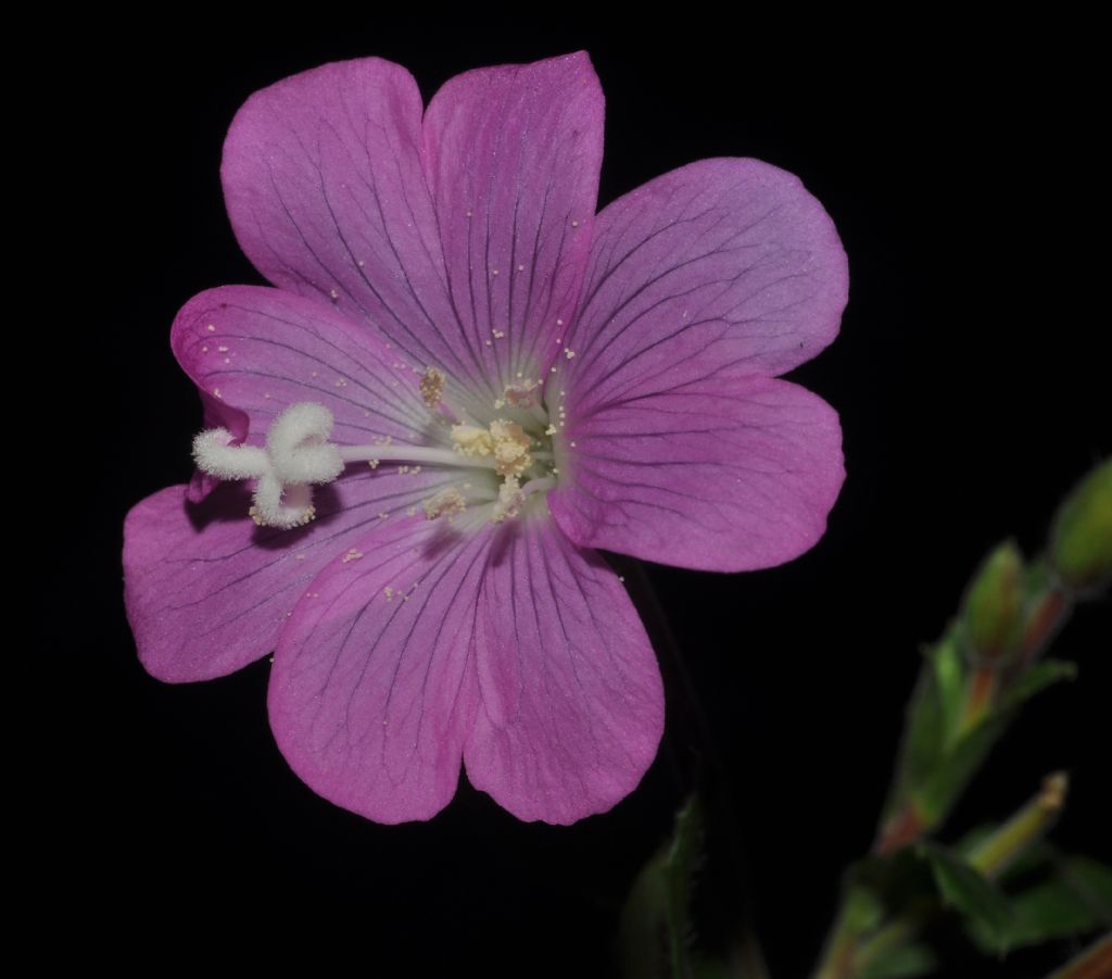 Epilobium? - Epilobium hirsutum