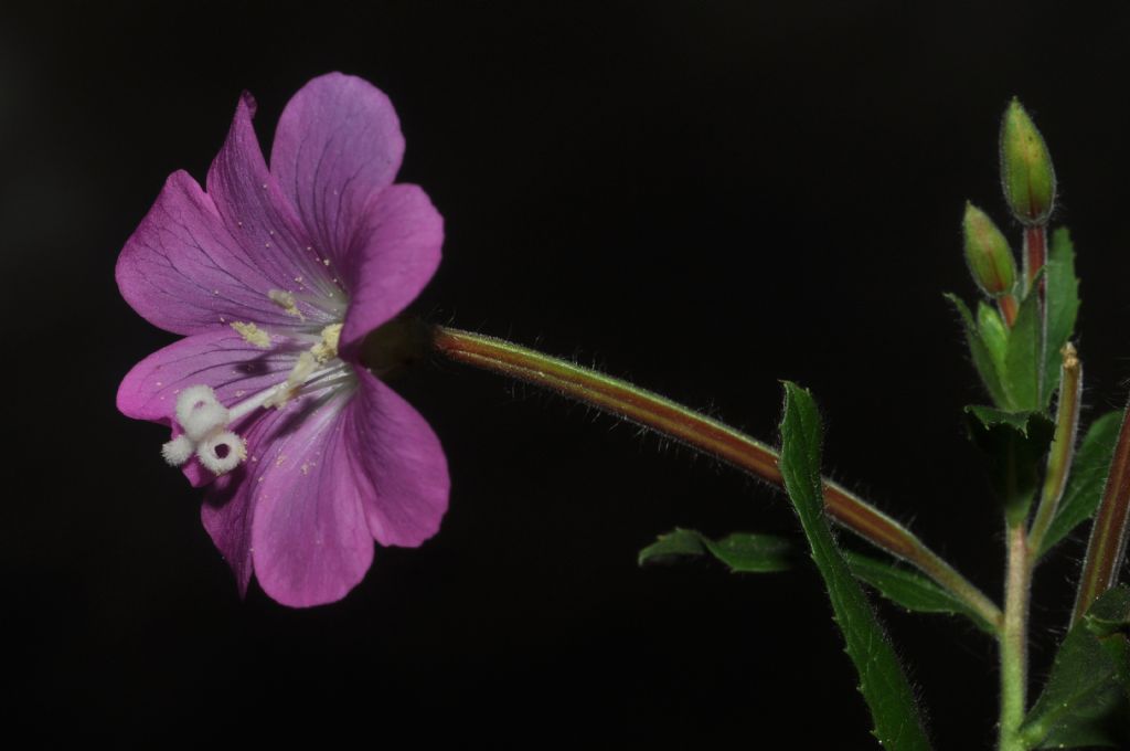 Epilobium? - Epilobium hirsutum