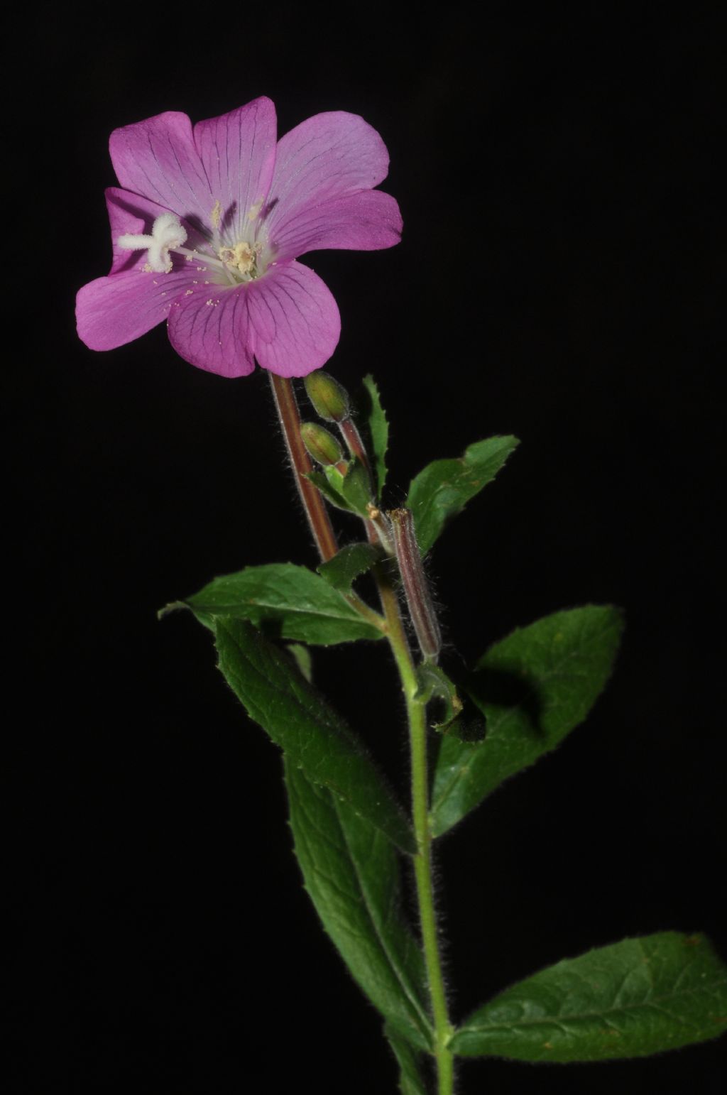 Epilobium? - Epilobium hirsutum