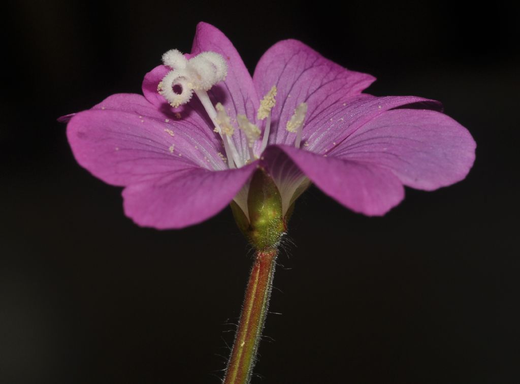 Epilobium? - Epilobium hirsutum