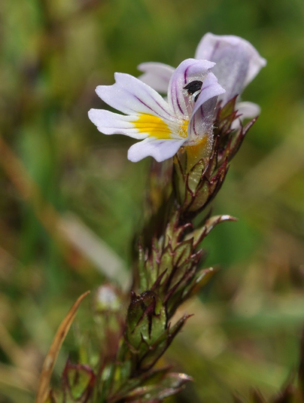 da determinare - Euphrasia sp.