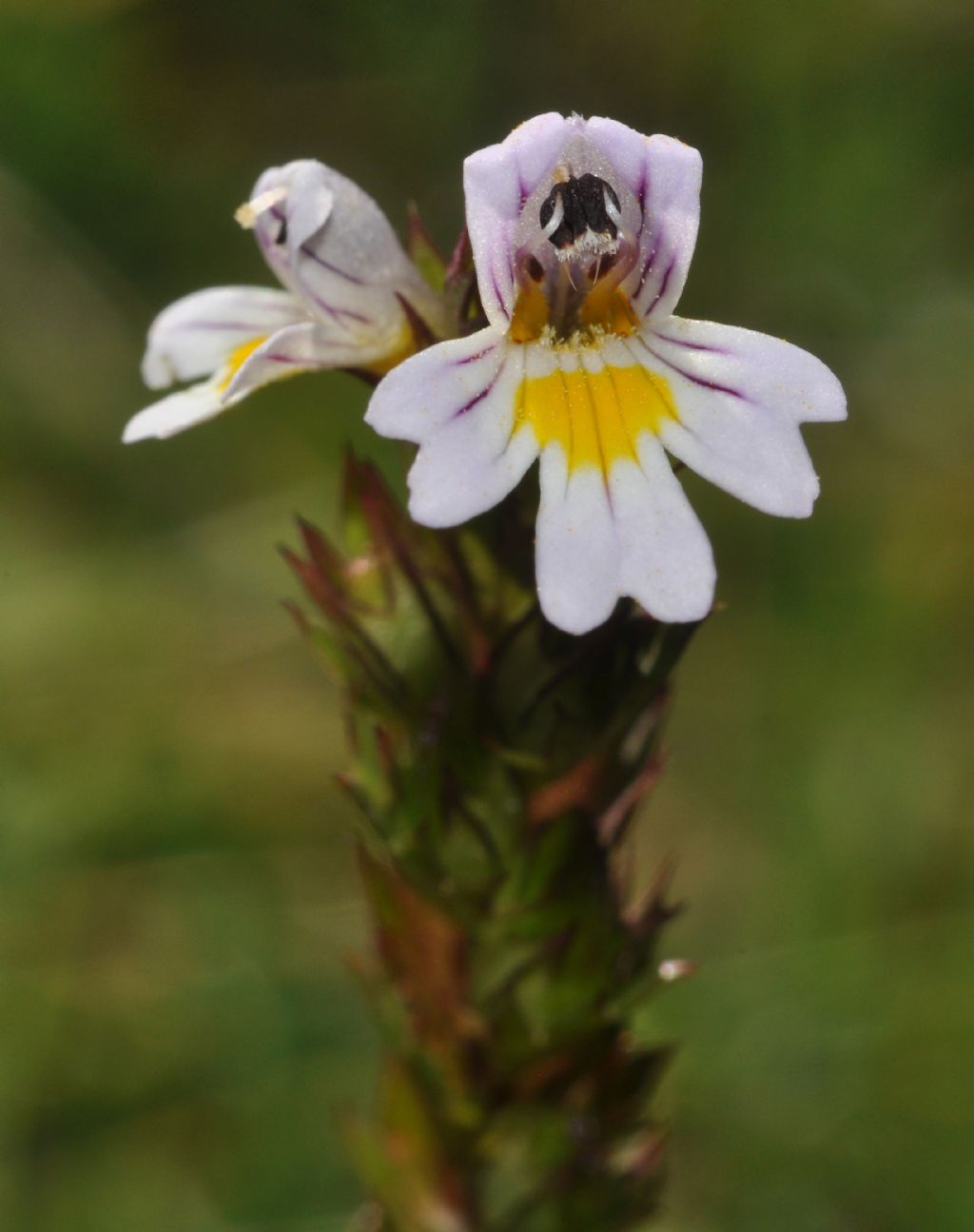 da determinare - Euphrasia sp.