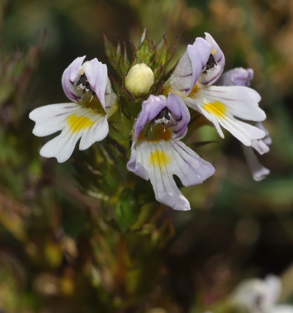 da determinare - Euphrasia sp.