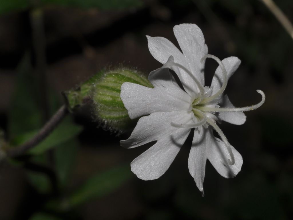 Silene latifolia (=Silene alba) / Silene bianca