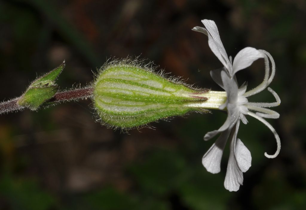 Silene latifolia (=Silene alba) / Silene bianca