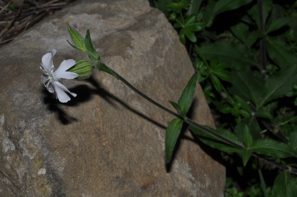 Silene latifolia (=Silene alba) / Silene bianca