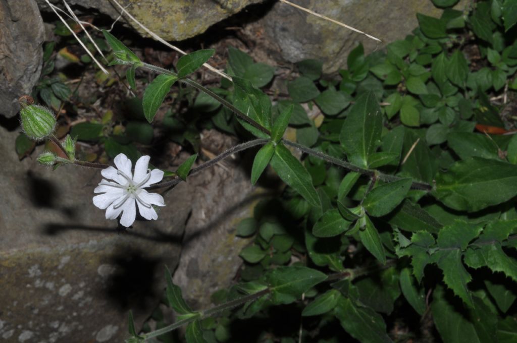 Silene latifolia (=Silene alba) / Silene bianca