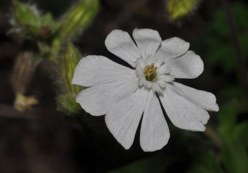 Silene latifolia (=Silene alba) / Silene bianca