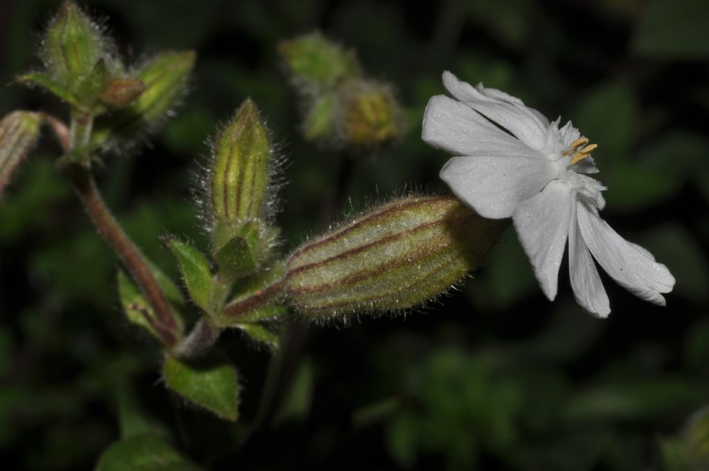 Silene latifolia (=Silene alba) / Silene bianca