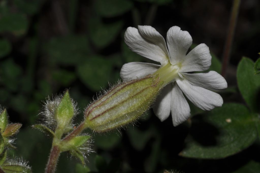 Silene latifolia (=Silene alba) / Silene bianca