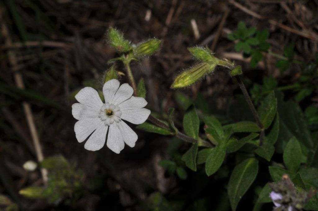 Silene latifolia (=Silene alba) / Silene bianca