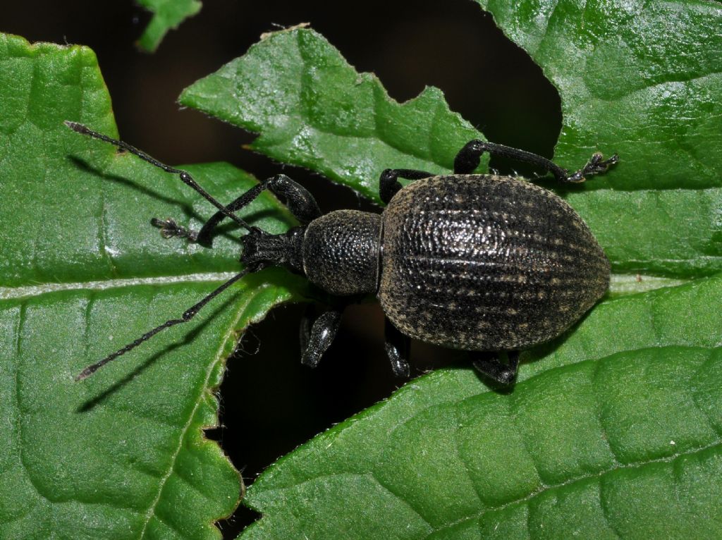 Curculionidae da id (2)- Otiorhynchus armadillo/salicicola ?