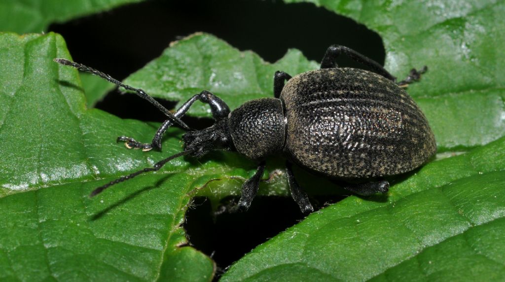 Curculionidae da id (2)- Otiorhynchus armadillo/salicicola ?