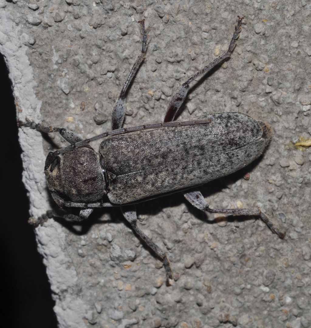 Cerambycidae da id - Trichoferus sp.