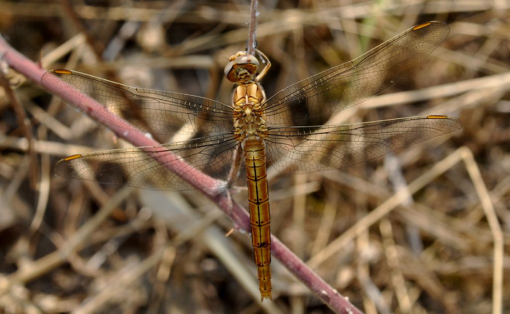 Orthetrum...