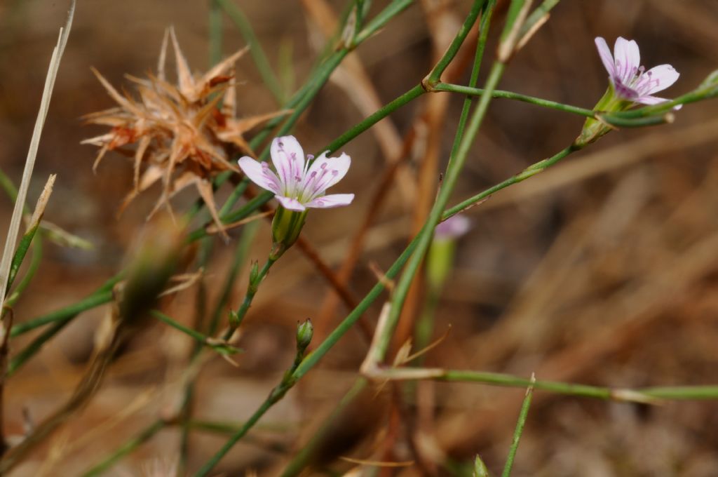 Petrorhagia saxifraga