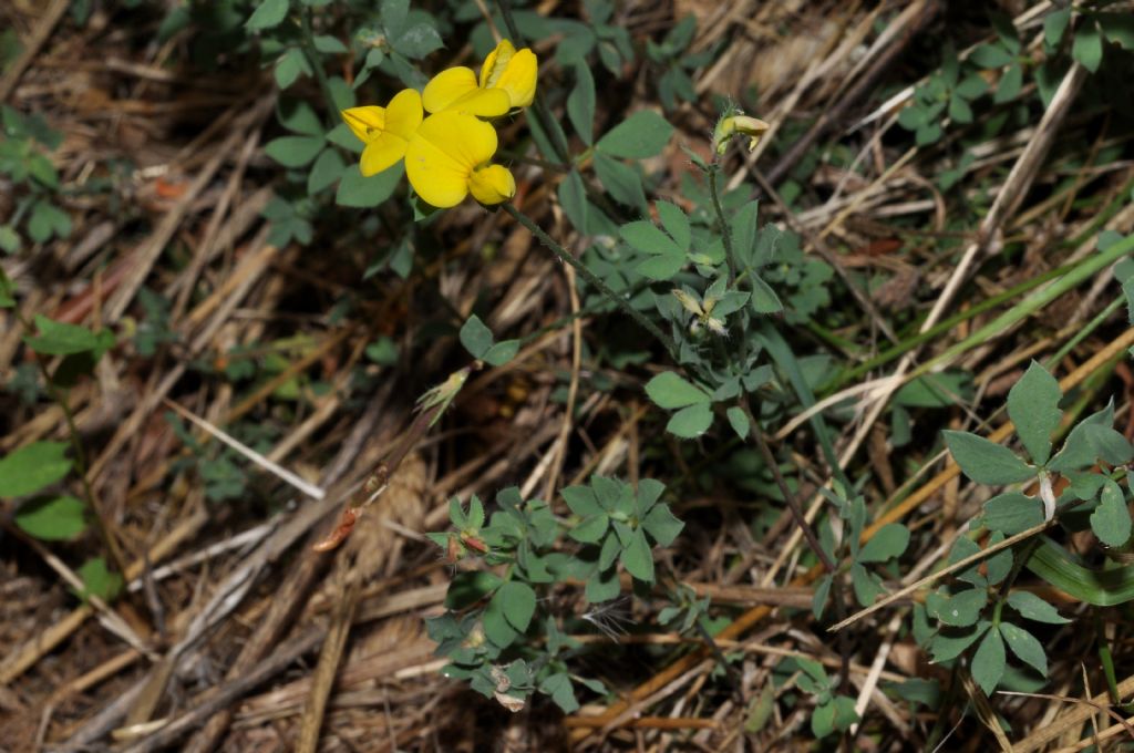 Fabacea da id - Lotus gr. corniculatus