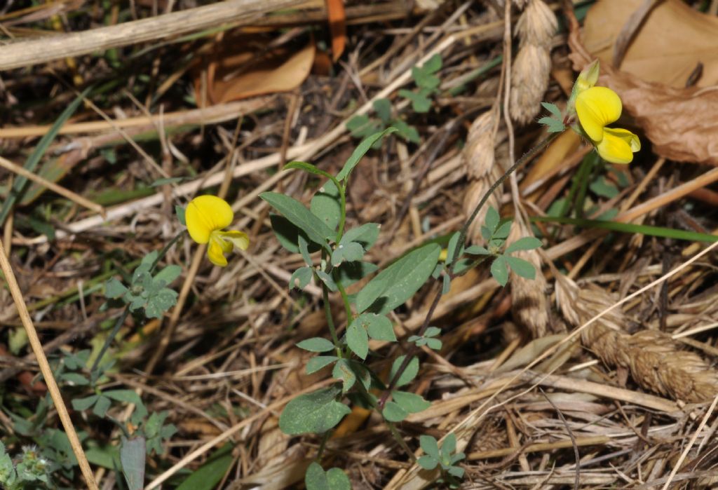 Fabacea da id - Lotus gr. corniculatus