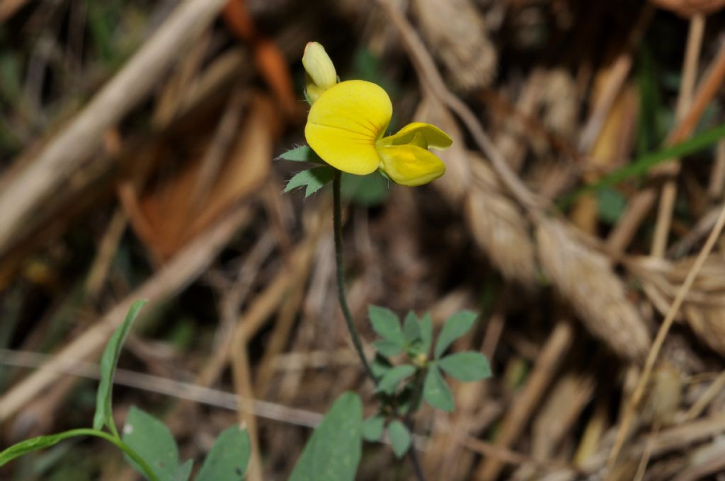 Fabacea da id - Lotus gr. corniculatus