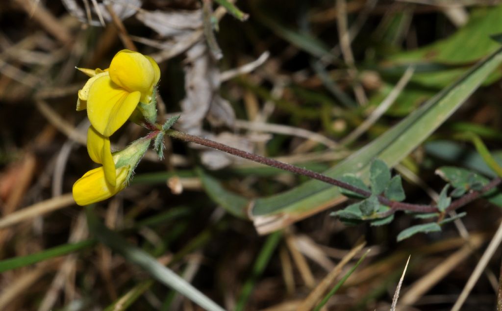 Fabacea da id - Lotus gr. corniculatus